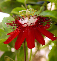 Passione Blumensamen zur Aussaat Halbschatten verträglich Traditionssorte & ohne Gentechnik Samen Hausgarten