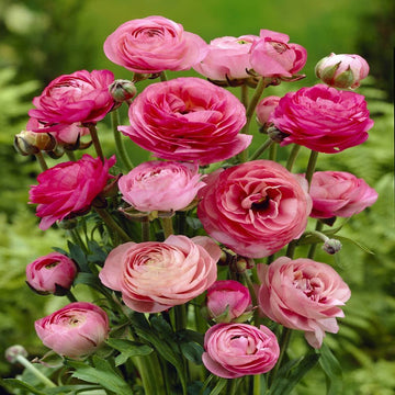 Ranunculus blume samen for anpflanzung - wildflower mix, heirloom & gmo free samen for home garten
 
 sale for anpflanzung in home garten.