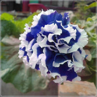 Garten Petunie Petals Blumensamen