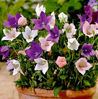 PLATYCODON Balloon Platycodon grandiflorus Gemischt Blumensamen zur Aussaat Blume Beet