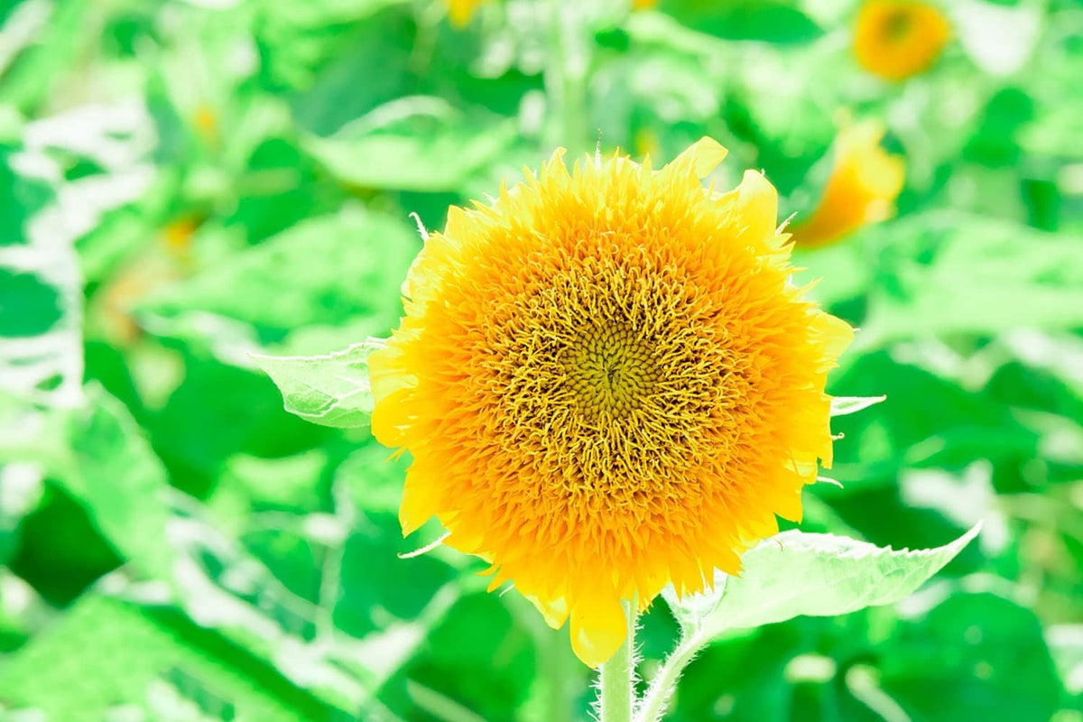 Helianthus salicifolius blume samen for anpflanzung - cut blume favorite, heirloom & gmo free samen for home garten
 
 sale samen for anpflanzung in home garten