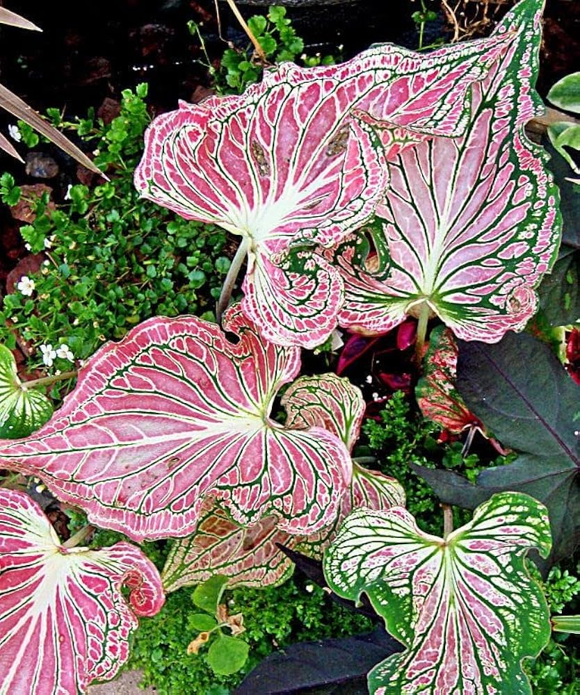 Rosa Thailand Caladium Blumensamen zur Aussaat kompakt Wuchs Traditionssorte & ohne Gentechnik Samen Hausgarten