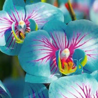 Blau Rosa Schmetterlingsorchidee Orchidee Samen Blumensamen zur Aussaat Halbschatten verträglich Traditionssorte & ohne Gentechnik Samen Hausgarten