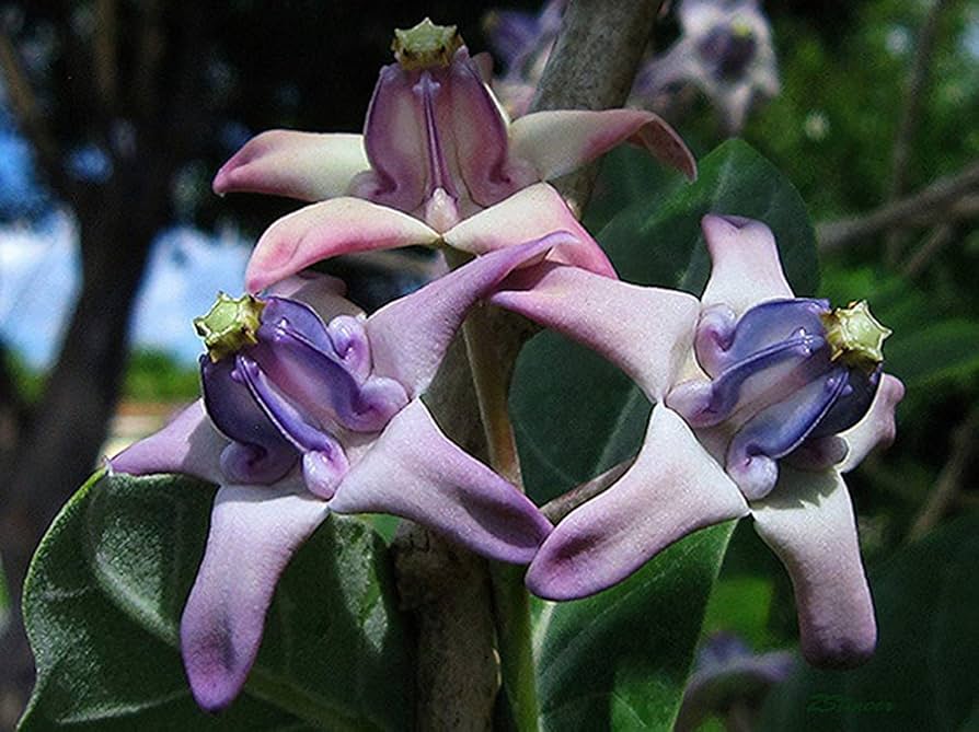 Calotropis Gigantea Violett Samen zur Aussaat Schmetterling Garten tropisch Yard