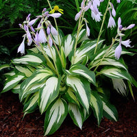 Hosta Lilie Samen zur Aussaat Hosta spp. Halbschatten Gärten und ornamental Blume beds