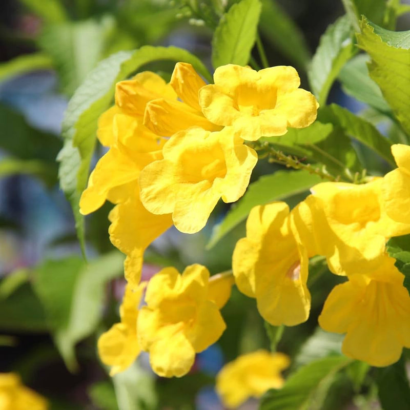 Tecoma blume samen for anpflanzung - long bloom season, heirloom & gmo free samen for home garten
 
 sale samen for anpflanzung in home garten