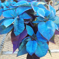 Blau Weihnachtsstern Blumensamen zur Aussaat Drought verträglich Traditionssorte & ohne Gentechnik Samen Hausgarten