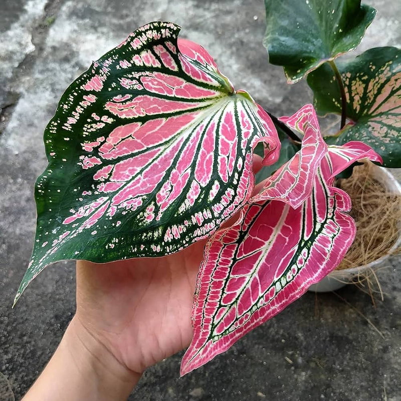 Semi di caladio rosa thailandese da seminare, crescita compatta, varietà tradizionale e senza OGM, per il giardino domestico