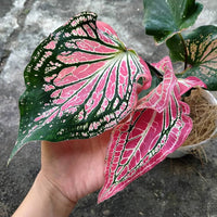 Rosa Thailand Caladium Blumensamen zur Aussaat kompakt Wuchs Traditionssorte & ohne Gentechnik Samen Hausgarten