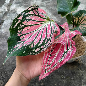 Rosa Thailand Caladium Blumensamen zur Aussaat kompakt Wuchs Traditionssorte & ohne Gentechnik Samen Hausgarten