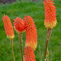 Rot hot poker kniphofia uvaria for anpflanzung in xeriscape garten