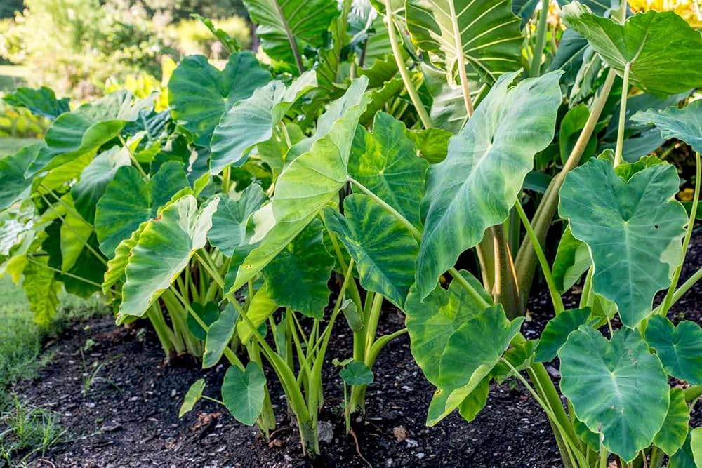 Elephant's Ear Blumensamen zur Aussaat – lang Blüte Saison – Traditionssorte & ohne Gentechnik Samen Hausgarten