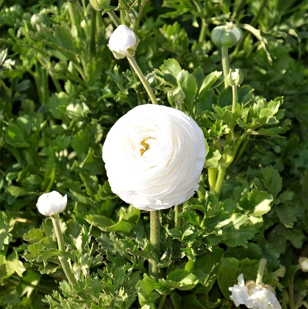Ranunculus Asiaticus Blumensamen zur Aussaat leuchtend Traditionssorte & ohne Gentechnik Samen Hausgarten