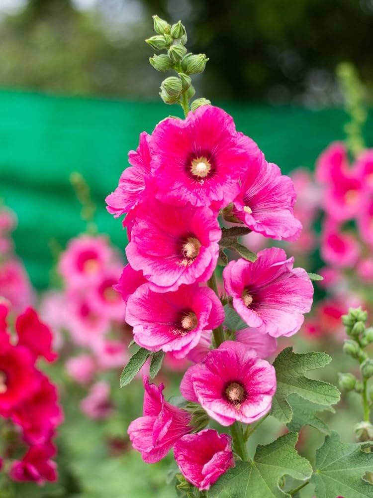 Zebrina Mini Stockrose Alcea rosea Samen zur Aussaat Blume Beet