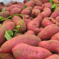 Dunkel Pink Süßkartoffel Samen zum Pflanzen - Grow Your Own Gemüses