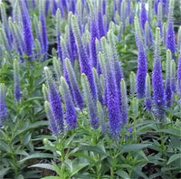 Speedwell Veronica spicata Samen zur Aussaat Blume Rabatten