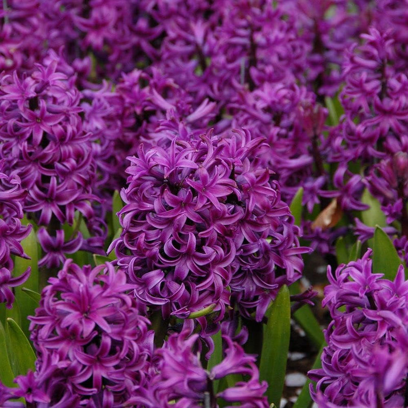 Hyacinth lila blume samen for anpflanzung - compact growth, heirloom & gmo free samen for home garten
 
 sale samen for anpflanzung in home garten