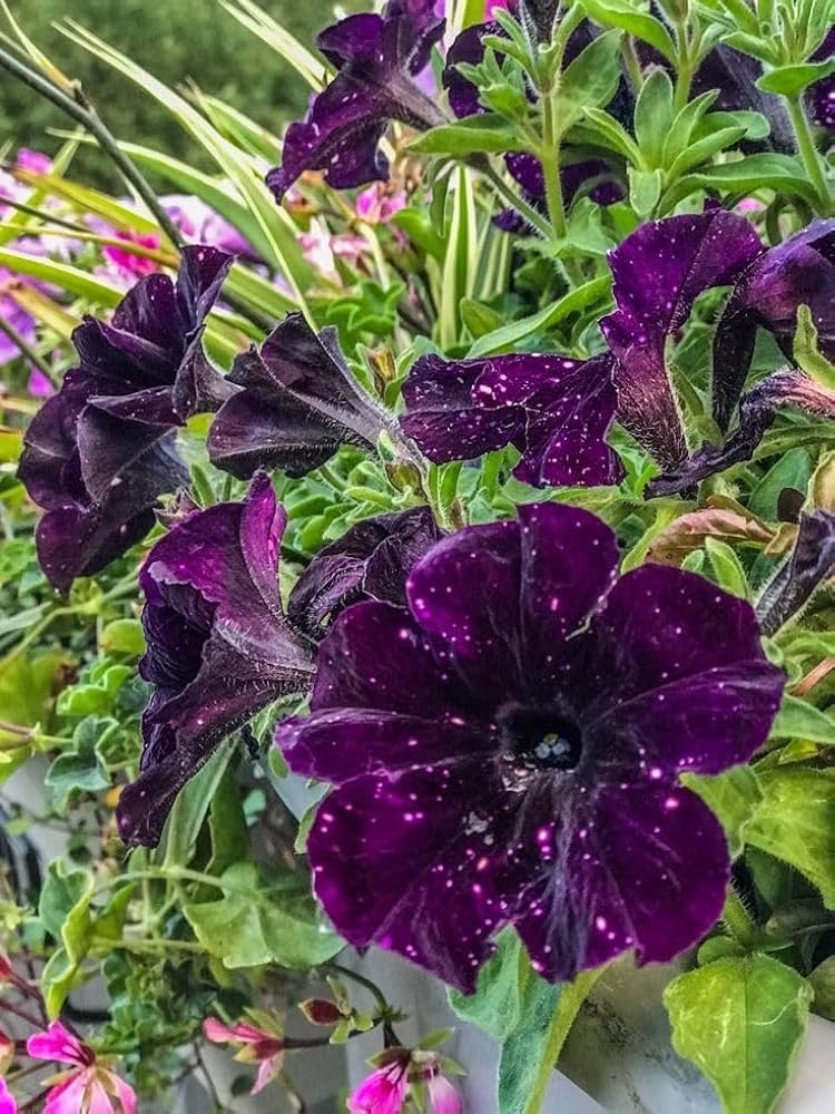 Schwarz Lila Petunie Blumensamen zur Aussaat Halbschatten verträglich Traditionssorte & ohne Gentechnik Samen Hausgarten