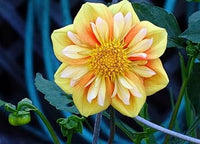 Collarette dahlia blume samen for anpflanzung - vibrant colors, heirloom & gmo free samen for home garten
 
 sale for anpflanzung in home garten.