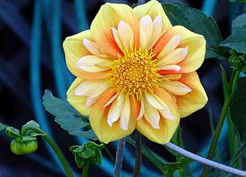 Collarette dahlia blume samen for anpflanzung - vibrant colors, heirloom & gmo free samen for home garten
 
 sale for anpflanzung in home garten.