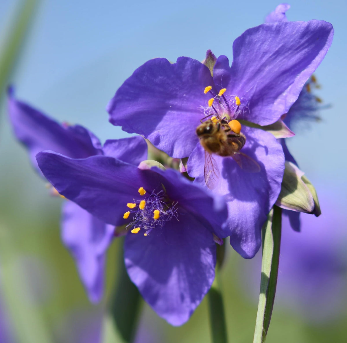 Tradescantia (tradescantia spiderwort) samen for anpflanzung in home garten