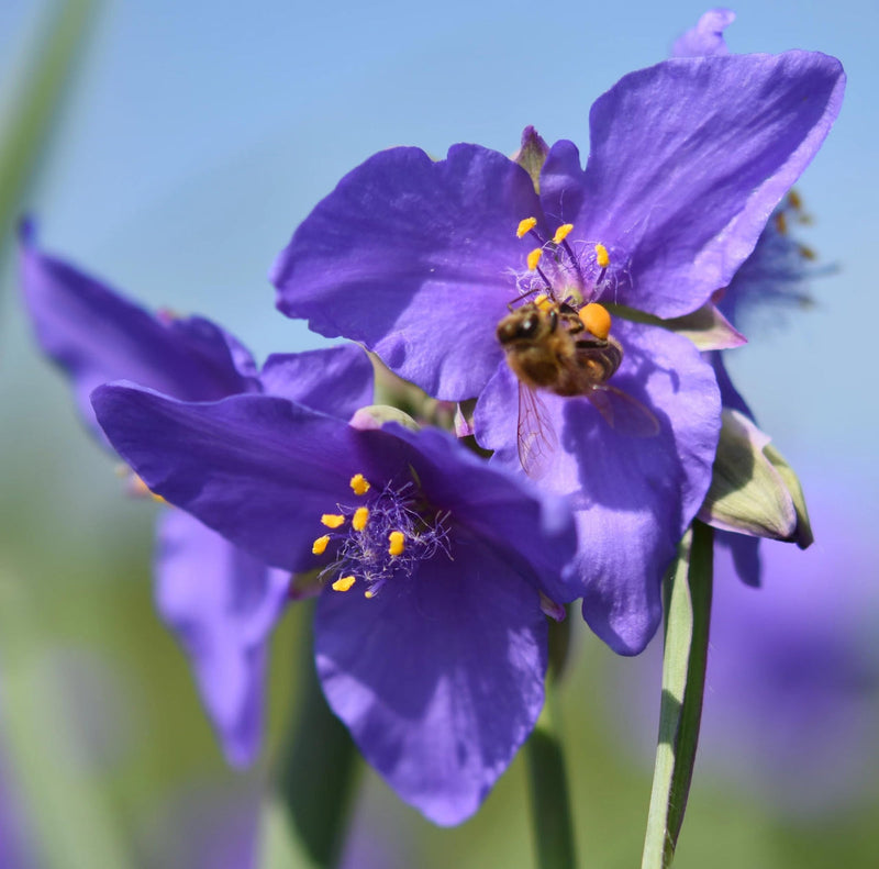 Tradescantia (tradescantia spiderwort) samen for anpflanzung in home garten