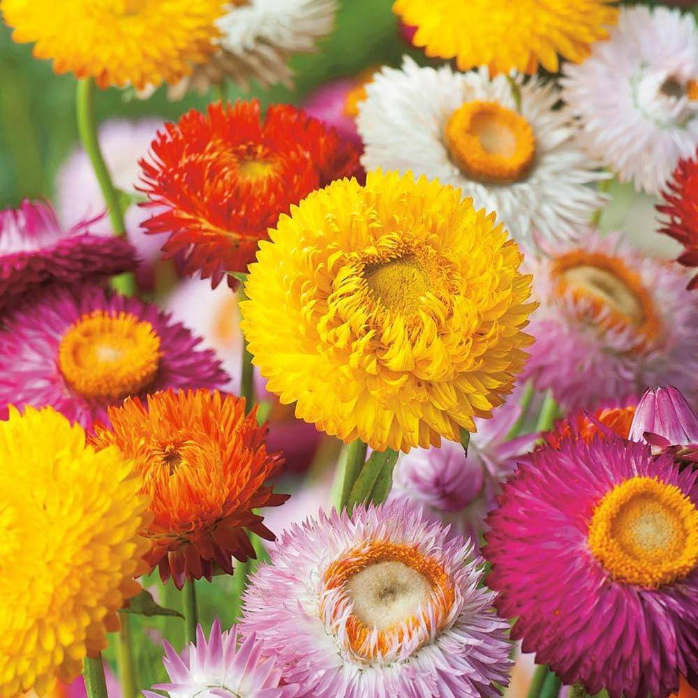 Helichrysum Bracteatum Strawflower Gemischt Samen