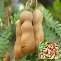 Orchidee Tamarind Tamarindus Indica Baum Samen