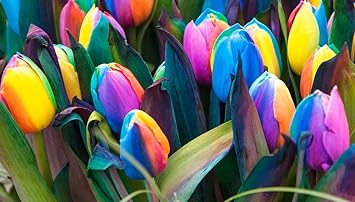 Tulips blume samen for anpflanzung - long bloom season, heirloom & gmo free samen for home garten
 
 sale samen for home garten