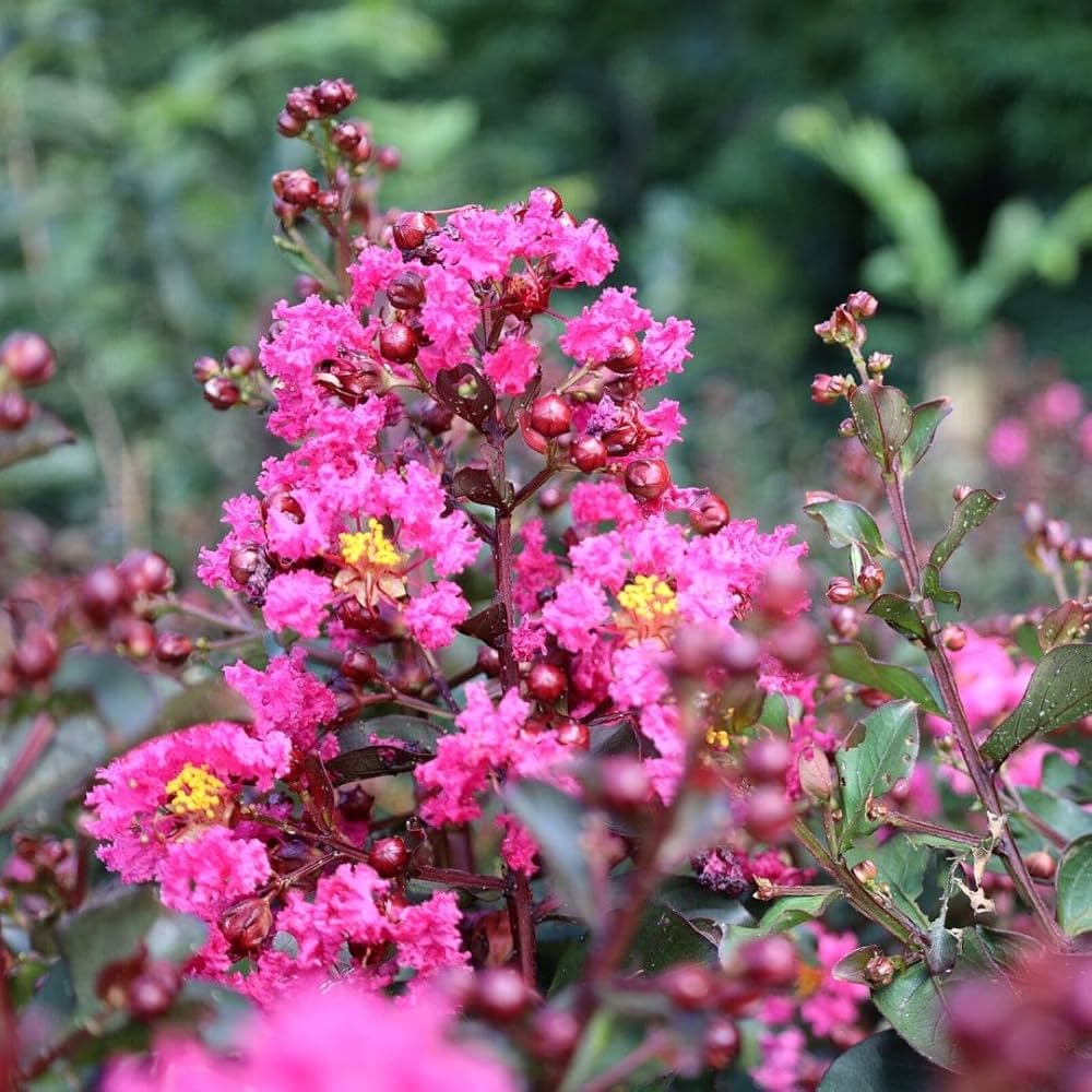 Myrtle Blumensamen zur Aussaat Drought verträglich Traditionssorte & ohne Gentechnik Samen Hausgarten