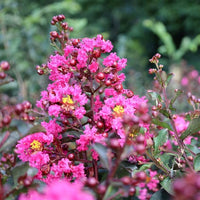 Myrtle Blumensamen zur Aussaat Drought verträglich Traditionssorte & ohne Gentechnik Samen Hausgarten