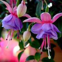 Mischung Lantern Fuchsie Blumensamen zur Aussaat Schnitt Blume beliebt Traditionssorte & ohne Gentechnik Samen Hausgarten