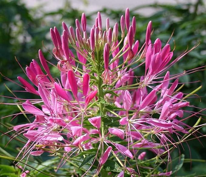 Riesig Rose Queen Cleome Samen groß – leuchtend Blüten