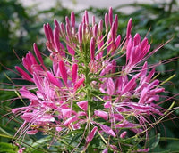 Riesig Rose Queen Cleome Samen groß – leuchtend Blüten