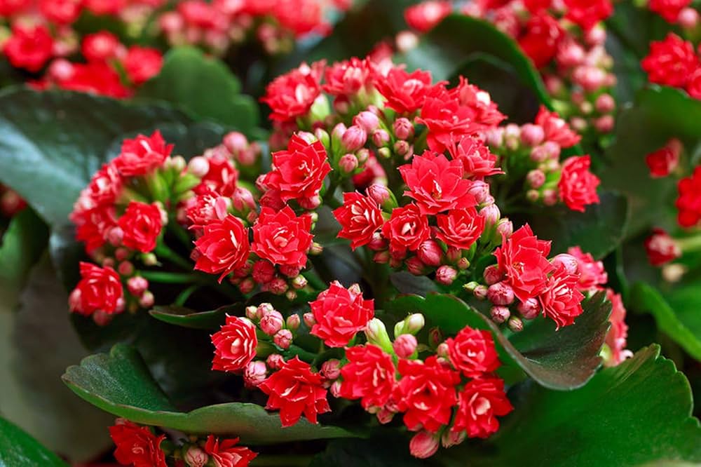 Gemischt Flammendes Käthchen Blumensamen zur Aussaat Schnitt Blume beliebt Traditionssorte & ohne Gentechnik Samen Hausgarten