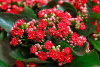 Gemischt Flammendes Käthchen Blumensamen zur Aussaat Schnitt Blume beliebt Traditionssorte & ohne Gentechnik Samen Hausgarten