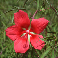 Rot riesig Texas Star Hibiskus Samen zur Aussaat Hausgarten Blume Beet