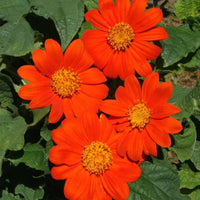 Mexican Rot Sonnenblume Tithonia rotundifolia Samen zur Aussaat Bestäuber patch wild Garten