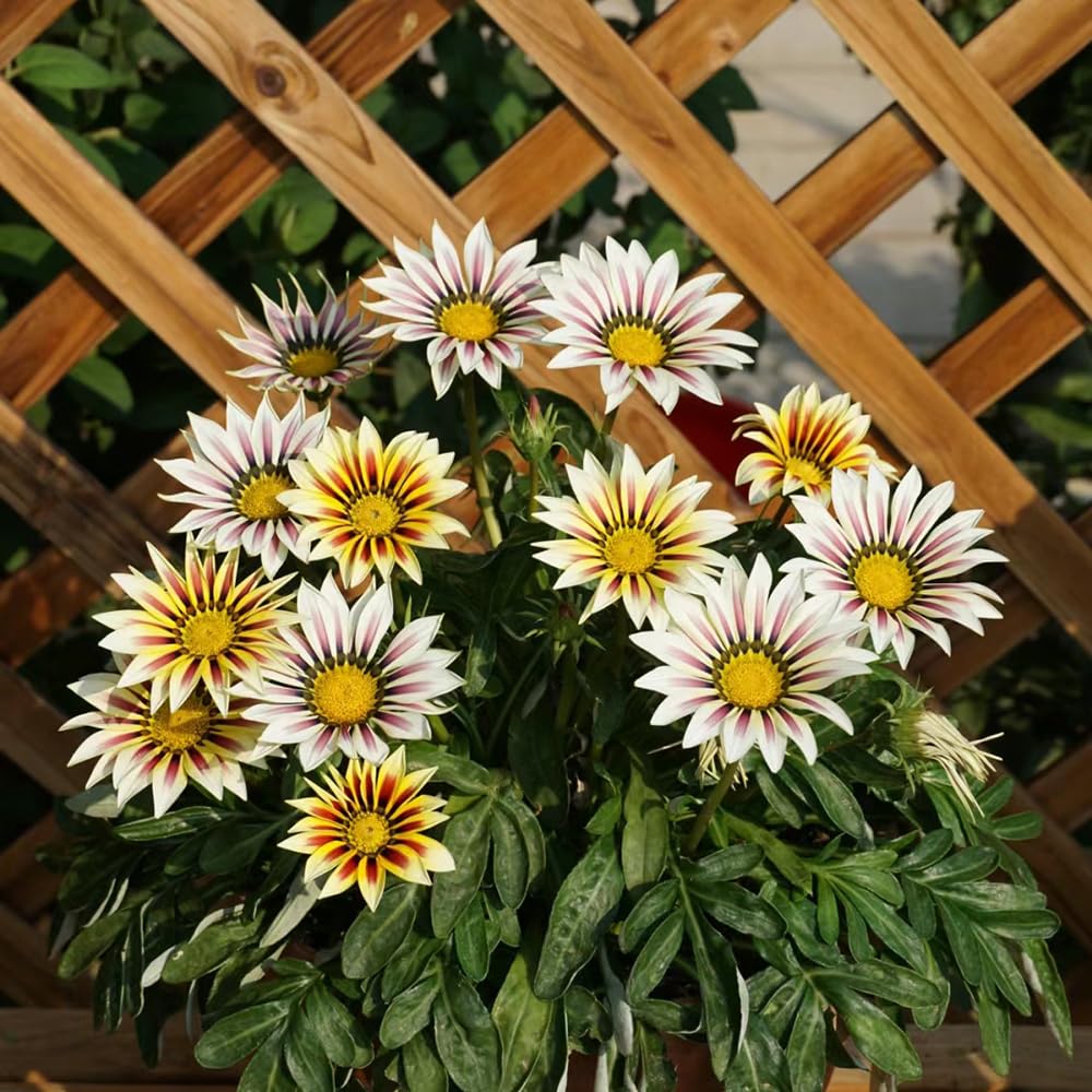 riesig Mittagsgold Blumensamen zur Aussaat – farbenfroh Schau – Traditionssorte & ohne Gentechnik Samen Hausgarten