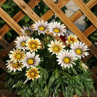 riesig Mittagsgold Blumensamen zur Aussaat – farbenfroh Schau – Traditionssorte & ohne Gentechnik Samen Hausgarten