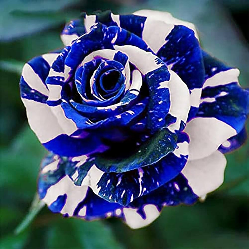 Tiger stripe Blau Rose Blumensamen zur Aussaat ideal Rabatten Traditionssorte & ohne Gentechnik Samen Hausgarten