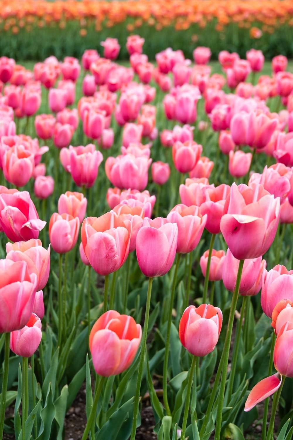 Tulip blume samen for anpflanzung - premium quality, heirloom & gmo free samen for home garten
 
 sale for anpflanzung in home garten.
