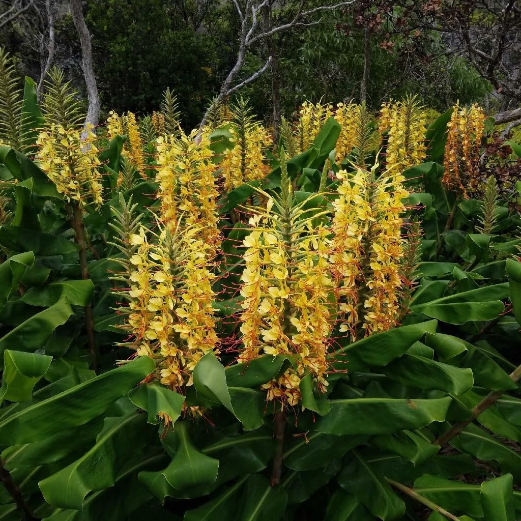 Hedychium gardnerianum blume samen for anpflanzung cottage garten essential heirloom & gmo free samen for home garten 
 
 sale for anpflanzung in home garten