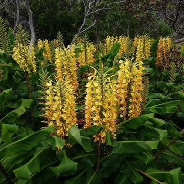 Hedychium gardnerianum blume samen for anpflanzung cottage garten essential heirloom & gmo free samen for home garten 
 
 sale for anpflanzung in home garten