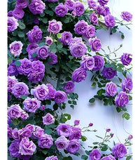 Lila Weiß kletternd Rose Blumensamen zur Aussaat duftend Blüten Traditionssorte & ohne Gentechnik Samen Hausgarten