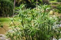 Egyptian Papyrus Blumensamen zur Aussaat – saisonal Dauerblüher – Traditionssorte & ohne Gentechnik Samen Hausgarten