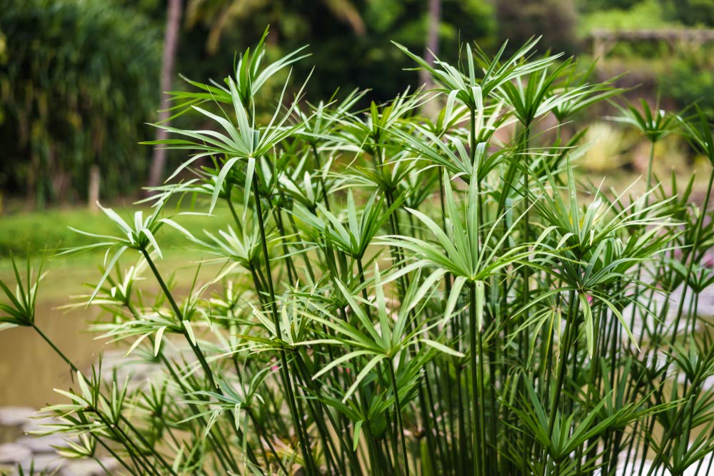 Traditionssorte Papyrus Blumensamen zur Aussaat farbenfroh Schau Traditionssorte & ohne Gentechnik Samen Hausgarten