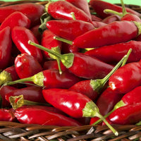 Thai Sun Hot Pepper Capsicum annuum Samen