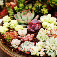 Bonsai Blumensamen Agave Samen – selten Succulent Samen