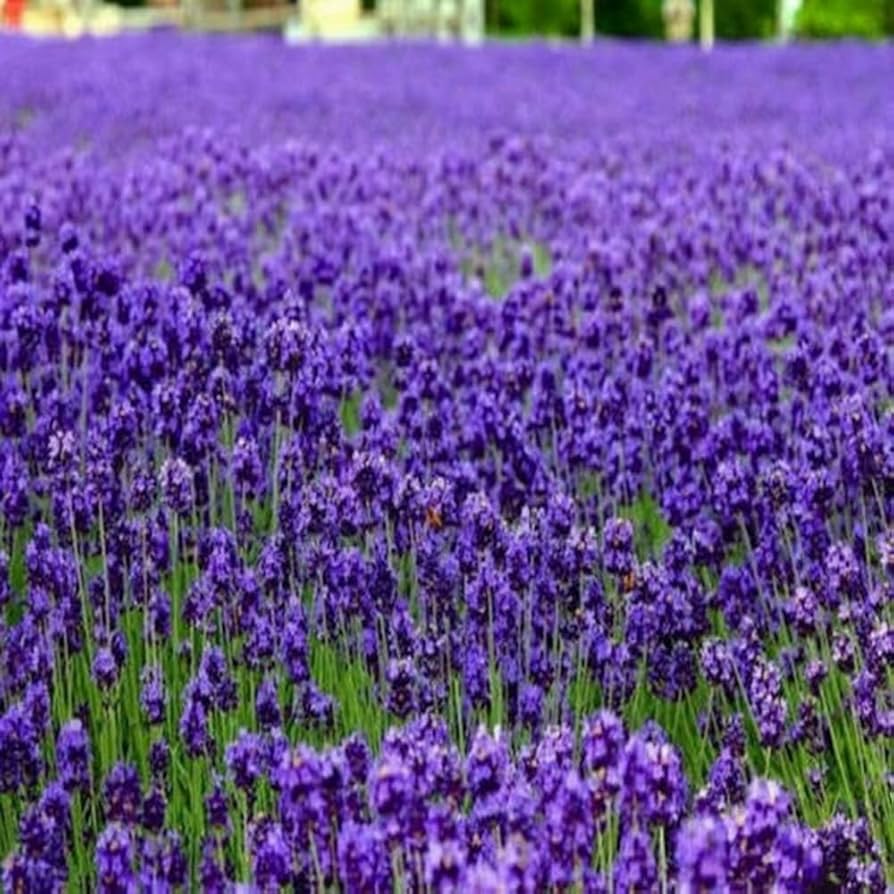 Lavendel Lavandula angustifolia Blumensamen zur Aussaat Blume Beet